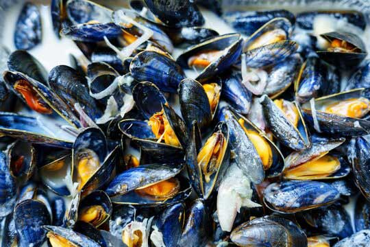 mussels photo
