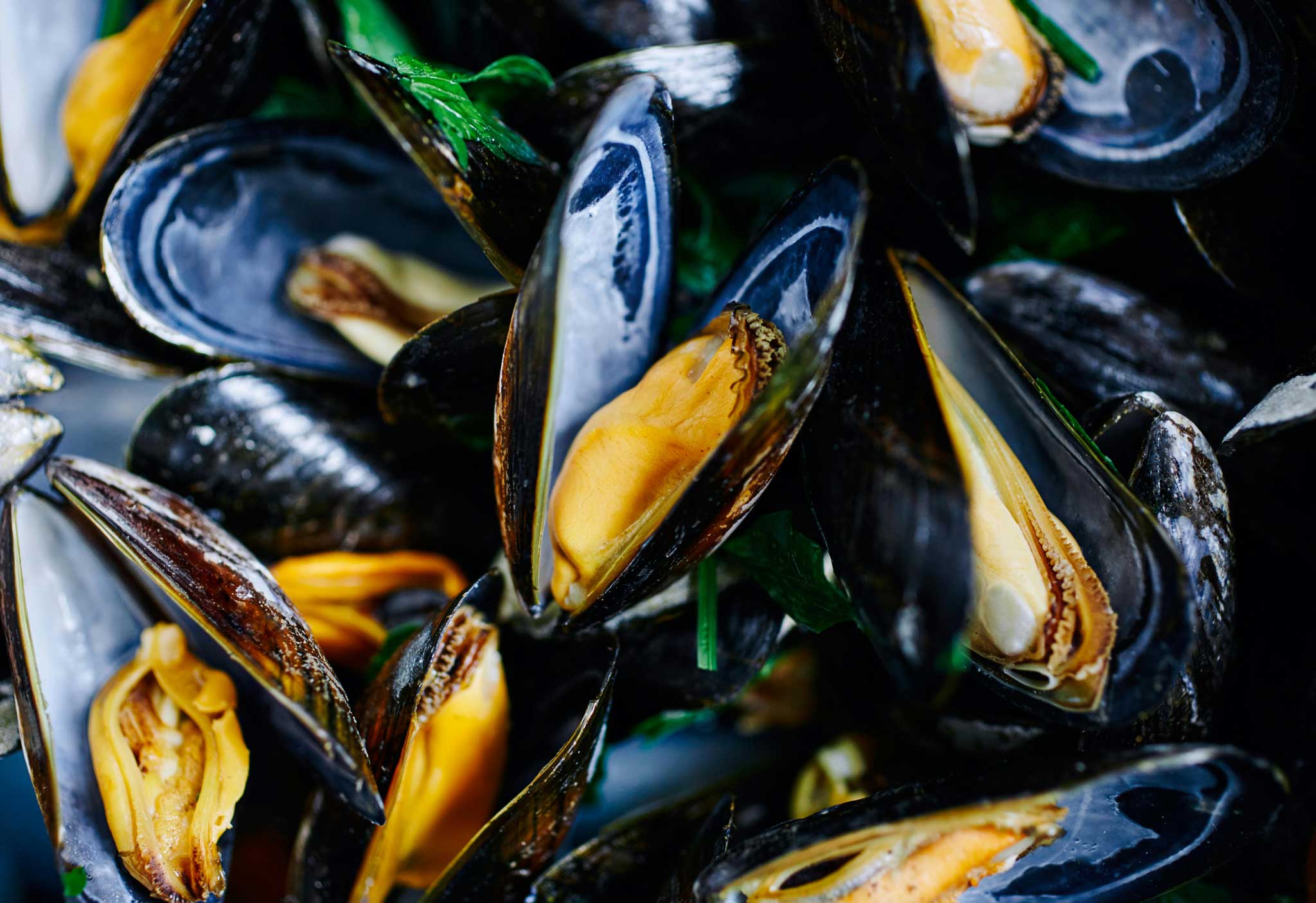 mussels photo